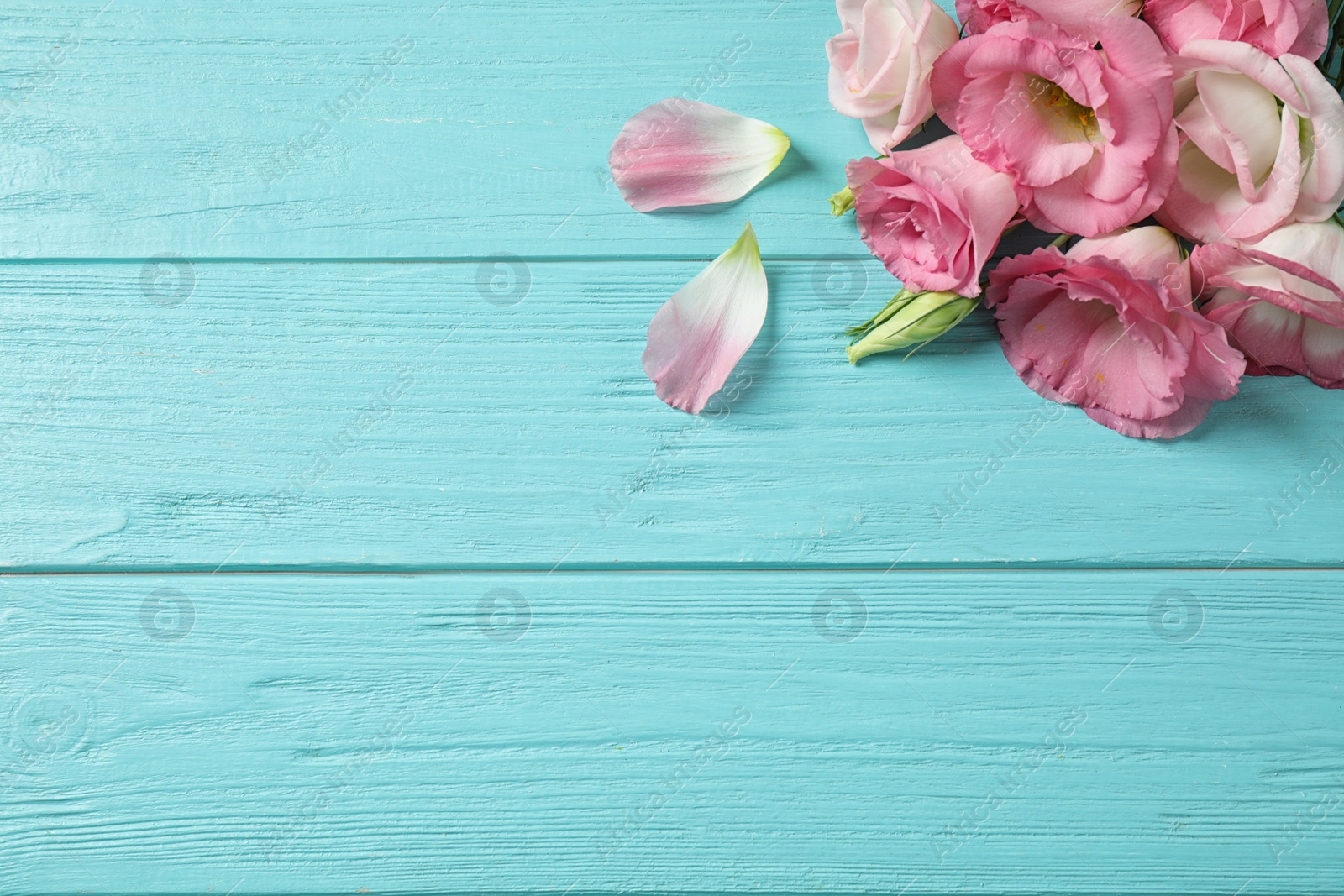 Photo of Flat lay composition with beautiful Eustoma flowers on light blue wooden table, space for text