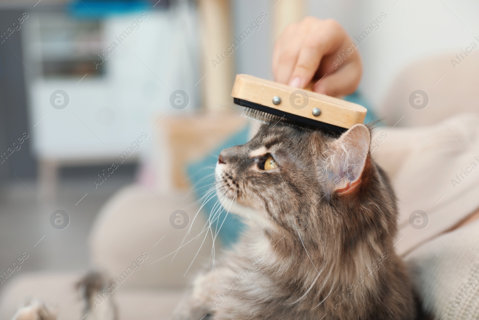 Photo of Woman brushing Maine Coon cat at home, closeup. Space for text