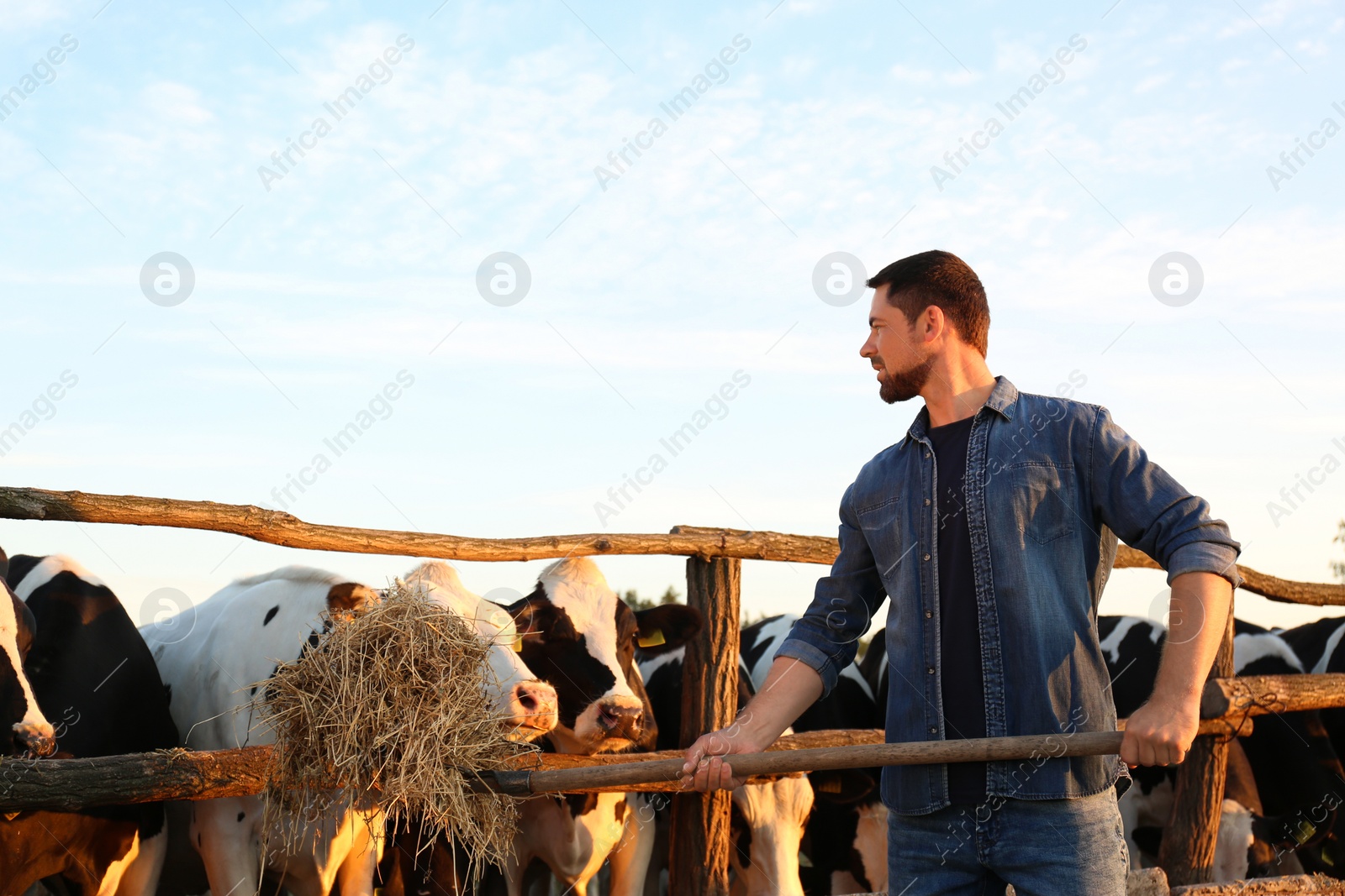 Photo of Worker feeding cows with hay on farm. Animal husbandry