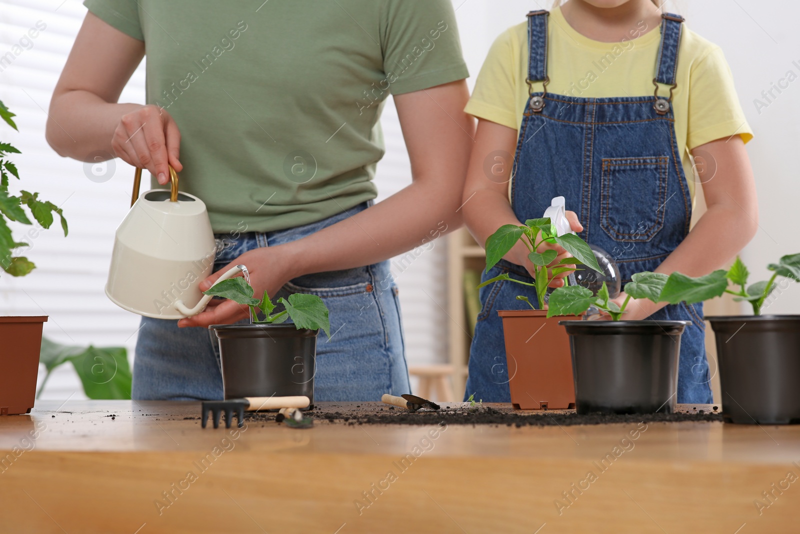 Photo of Mother and daughter taking care of seedlings together at wooden table indoors, closeup