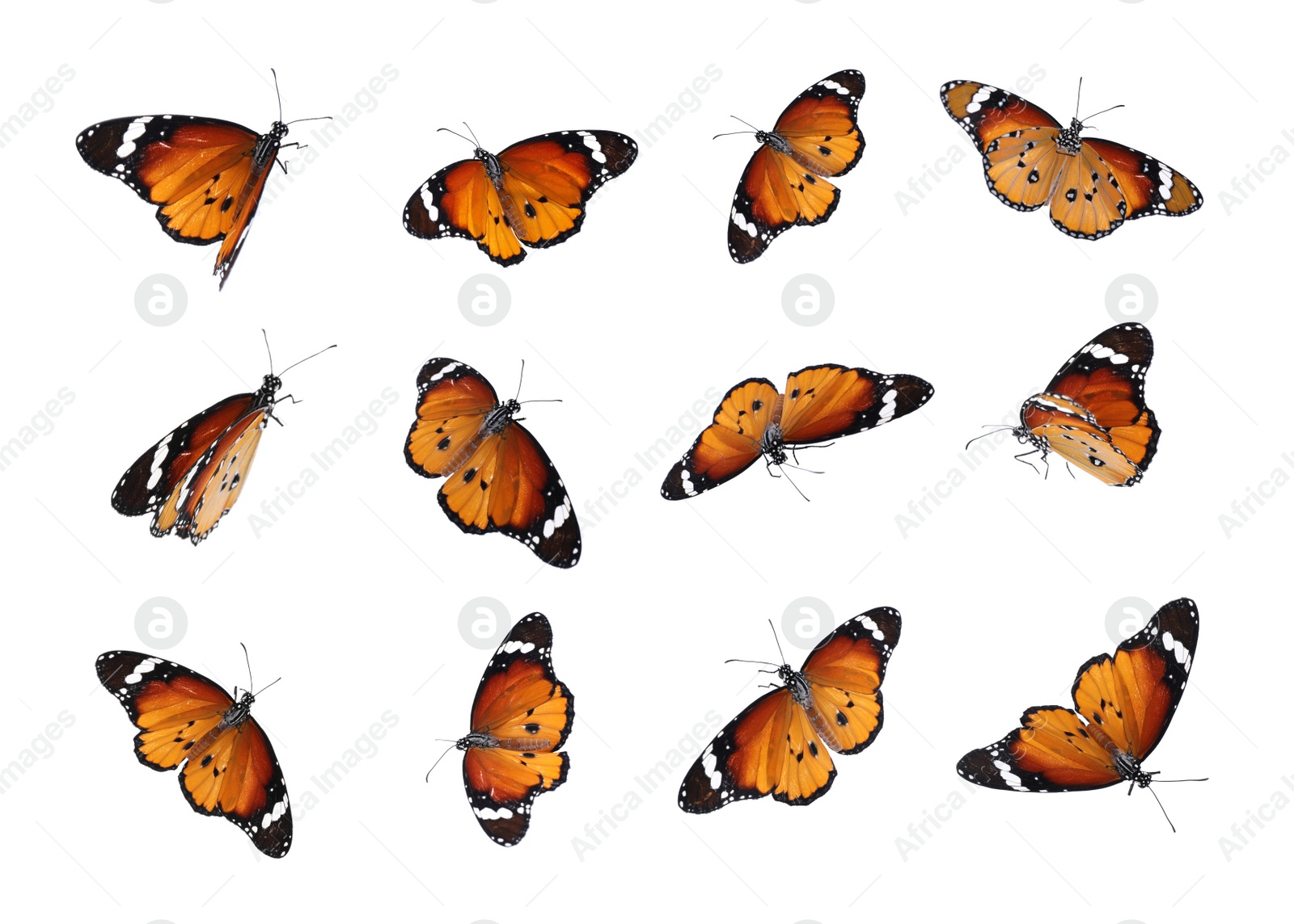 Image of Set of many flying painted lady butterflies on white background