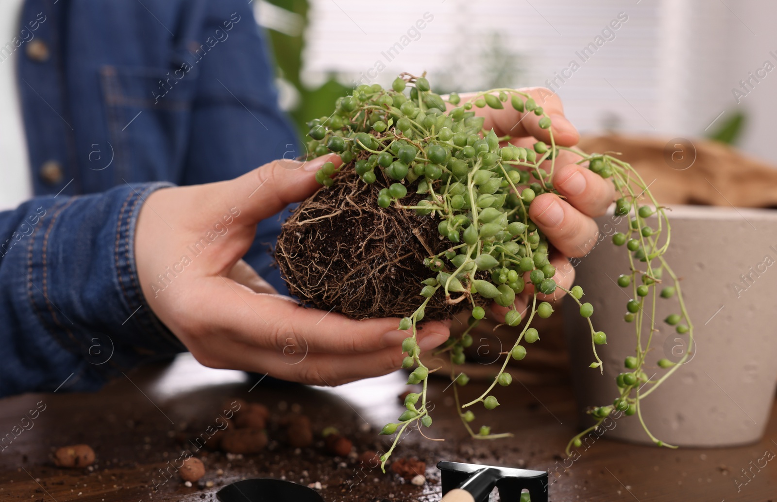 Photo of Woman transplanting houseplant into new pot at wooden table indoors, closeup