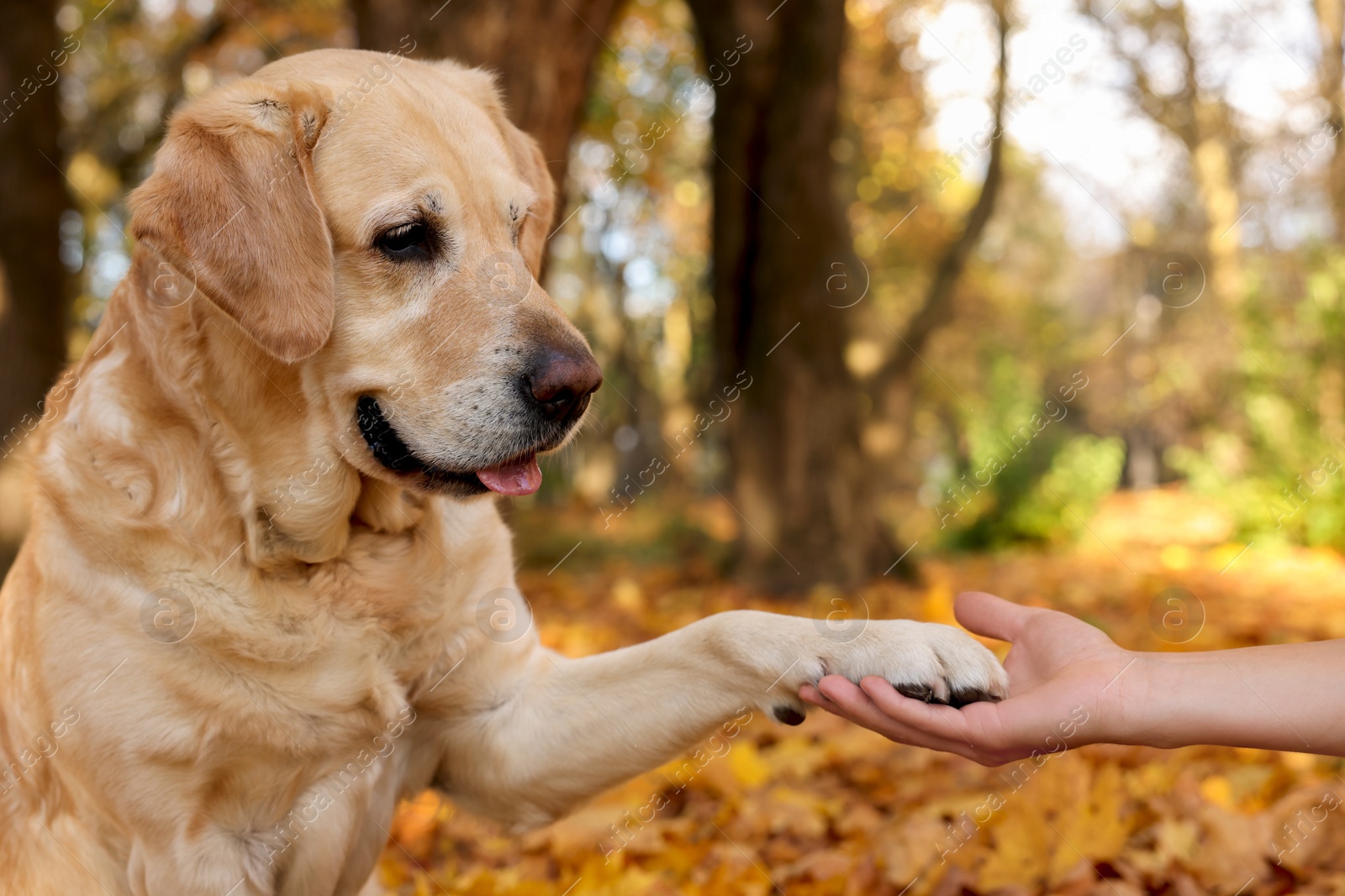 Photo of Cute Labrador Retriever dog giving paw to owner in sunny autumn park, closeup