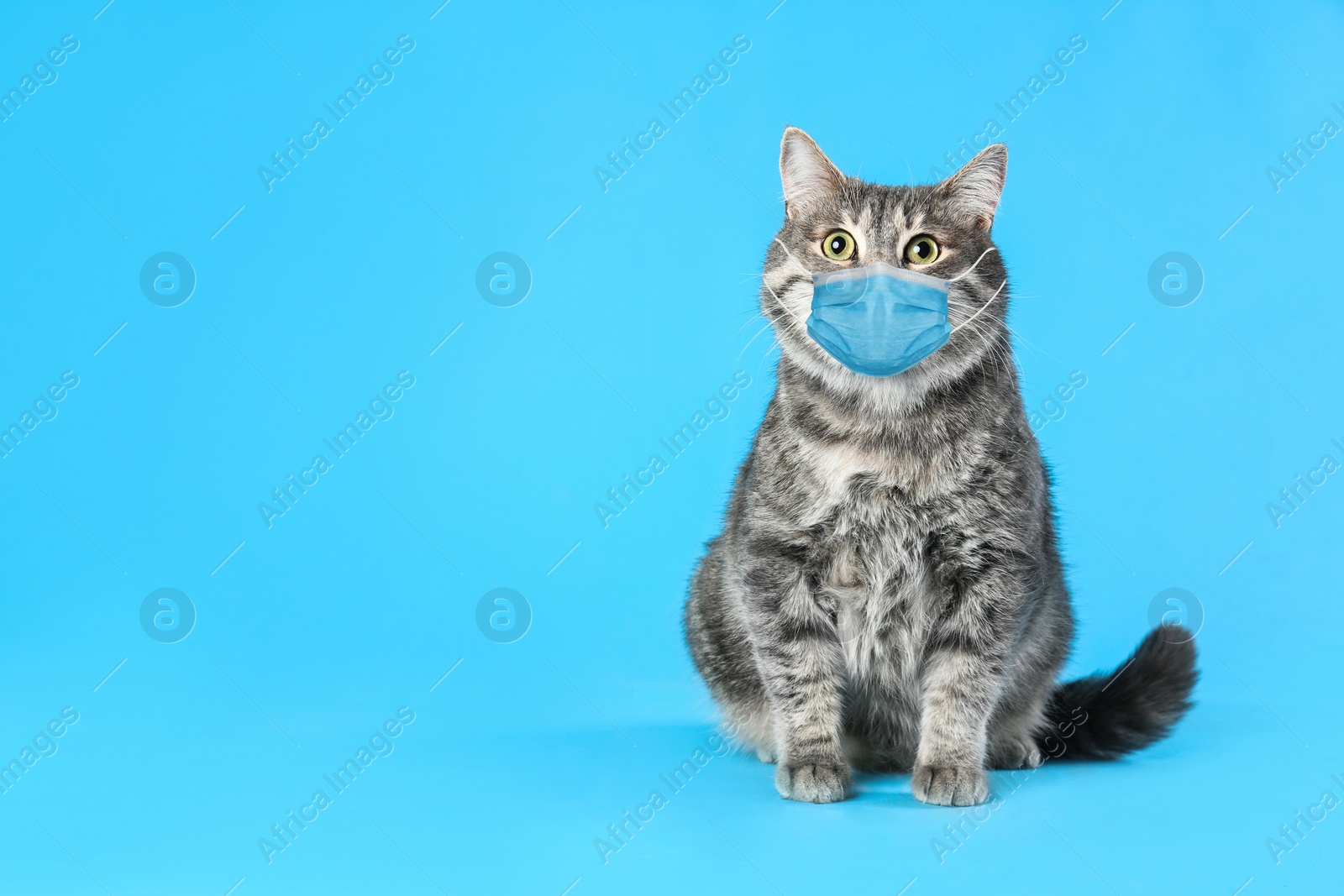 Image of Gray tabby cat in medical mask on blue background, space for text. Virus protection