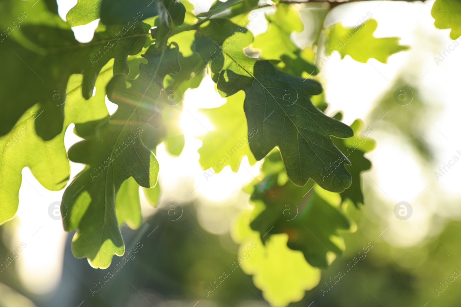 Photo of Closeup view of oak tree with young fresh green leaves outdoors on spring day