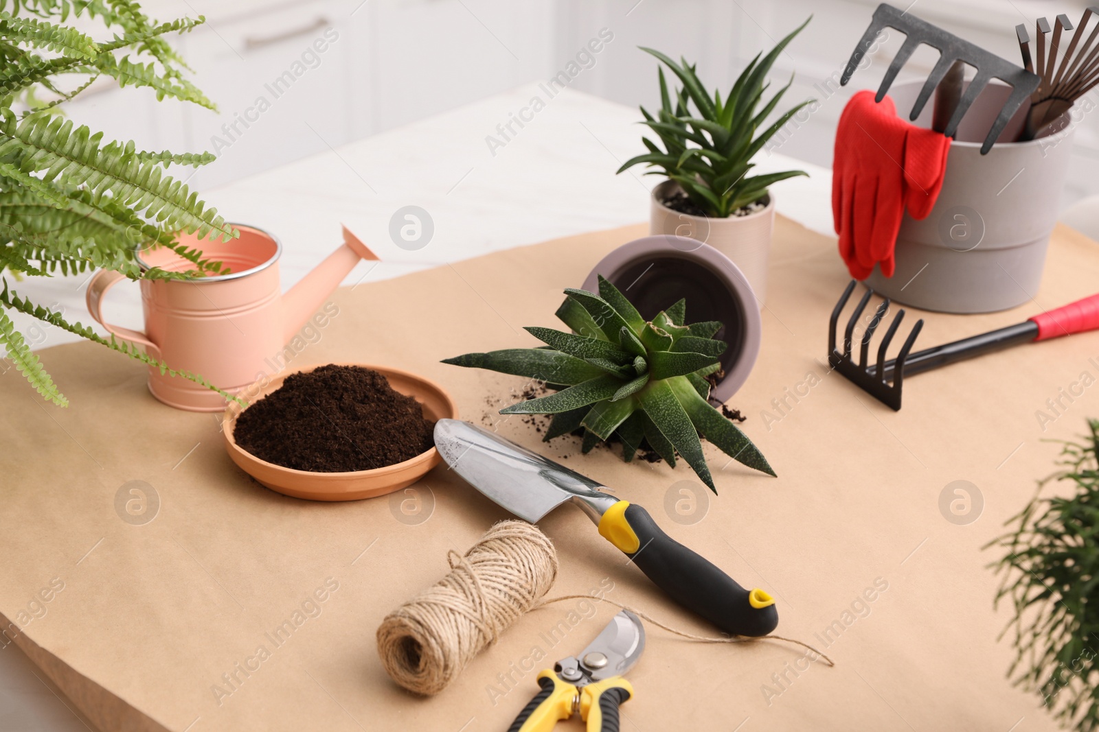 Photo of Beautiful houseplants and gardening tools on table indoors