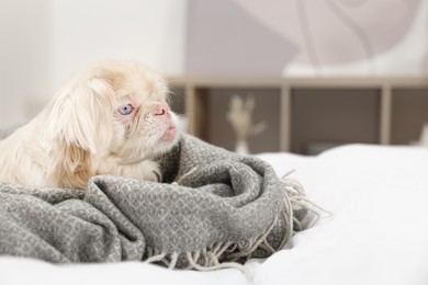Photo of Cute Pekingese dog wrapped in blanket on bed indoors. Space for text