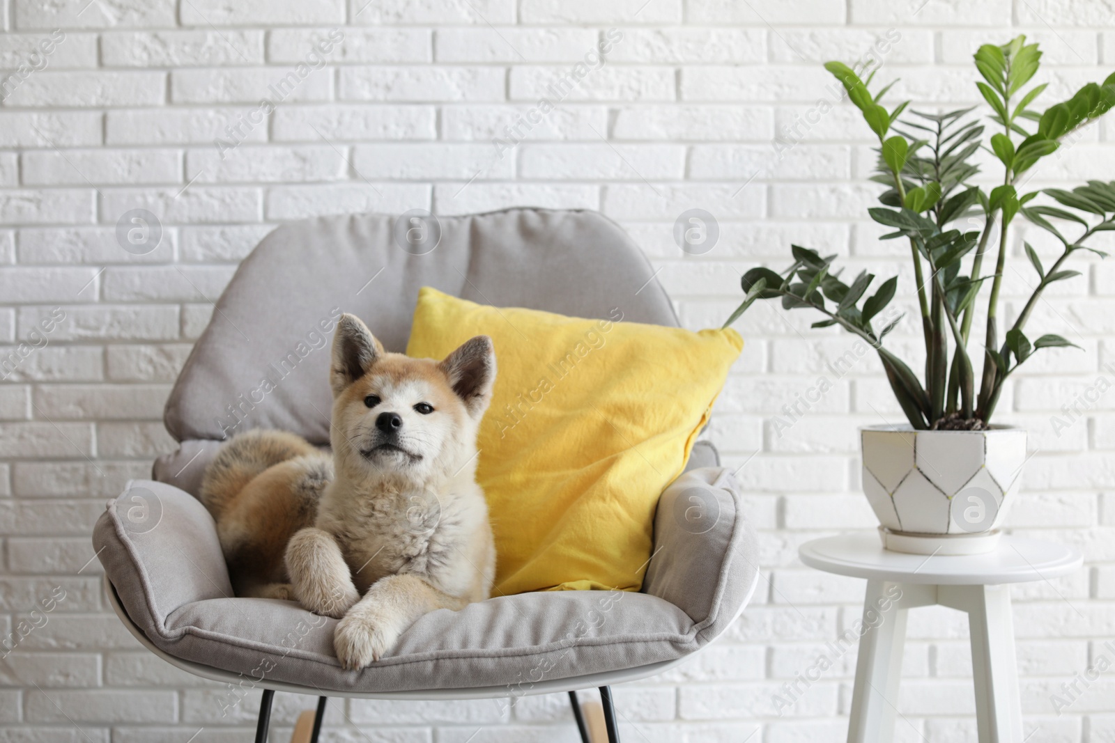 Photo of Cute Akita Inu dog on armchair in room with houseplants