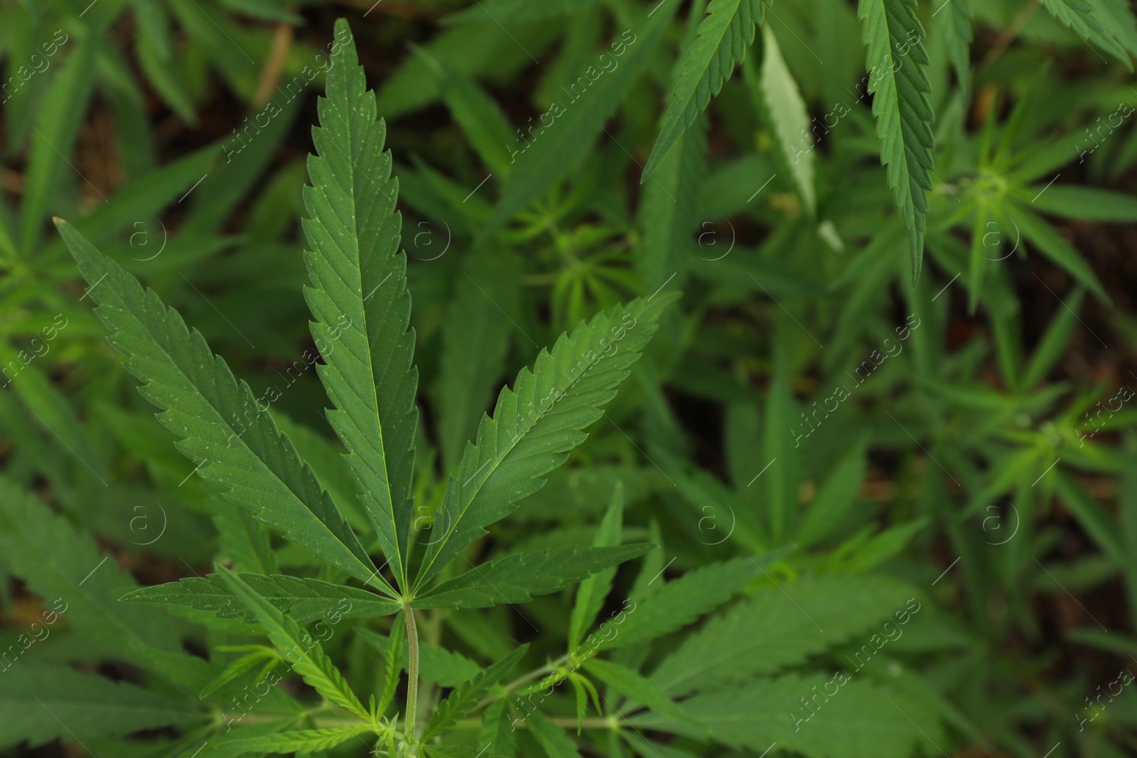 Photo of Green organic hemp growing outdoors, closeup view