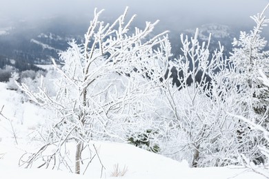 Beautiful view of trees covered with hoarfrost in snowy mountains on winter day