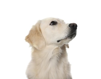 Cute Labrador Retriever on white background. Lovely pet