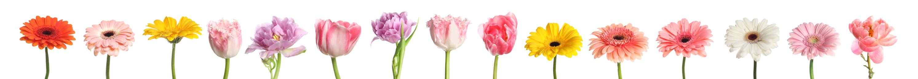 Different beautiful flowers isolated on white, set