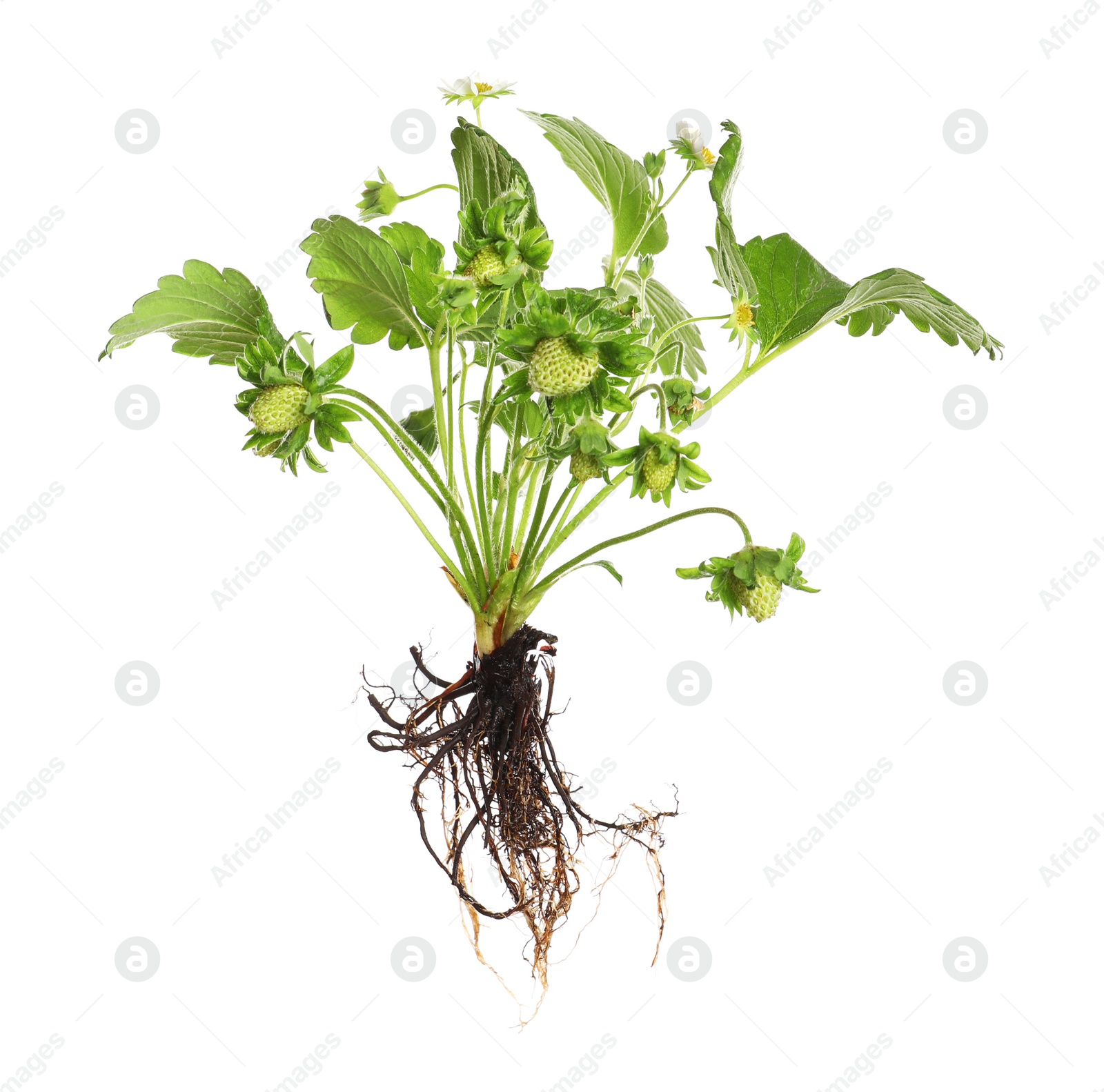 Photo of Strawberry seedling with leaves and fruits isolated on white