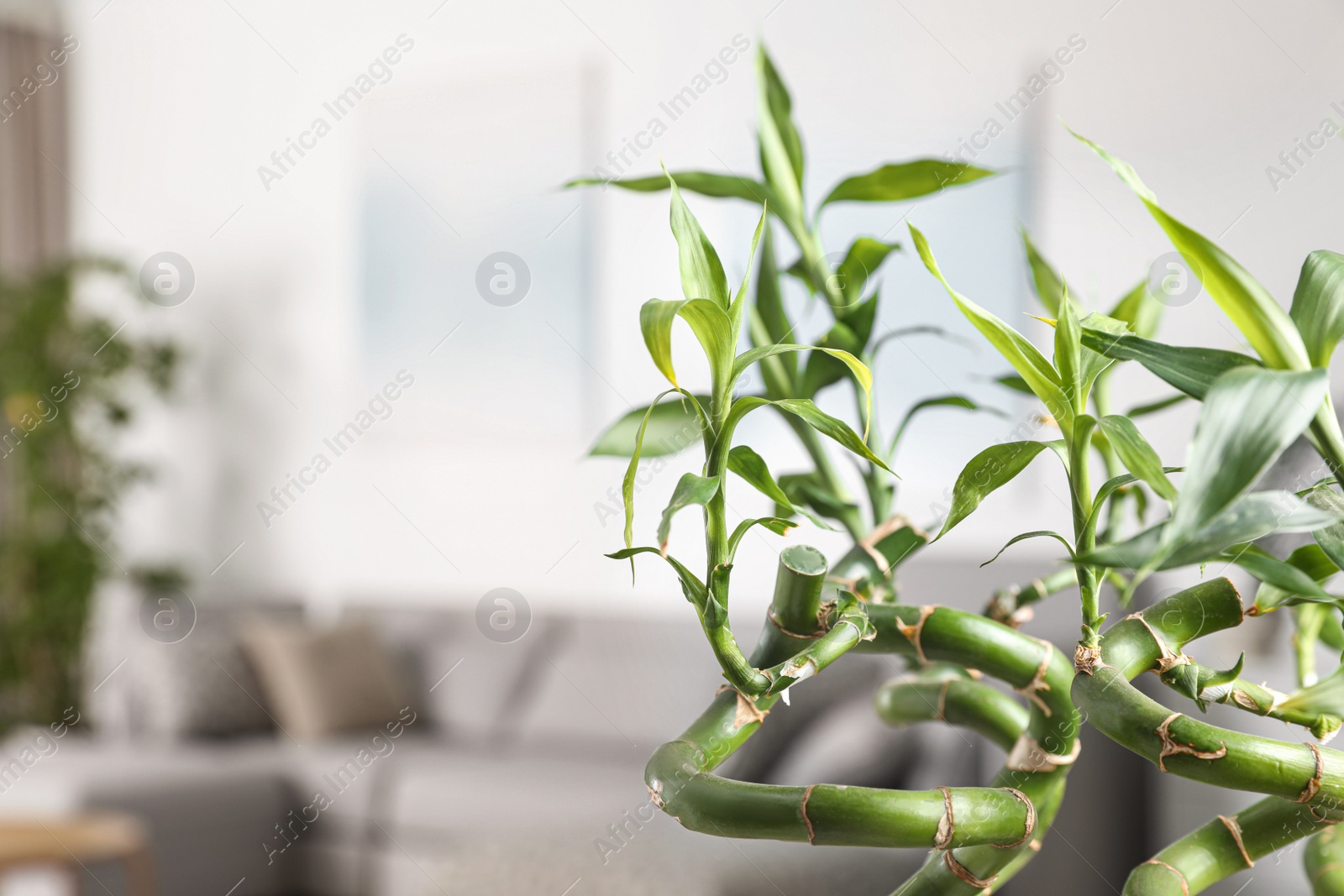 Photo of Bamboo stems in living room, closeup. Space for text