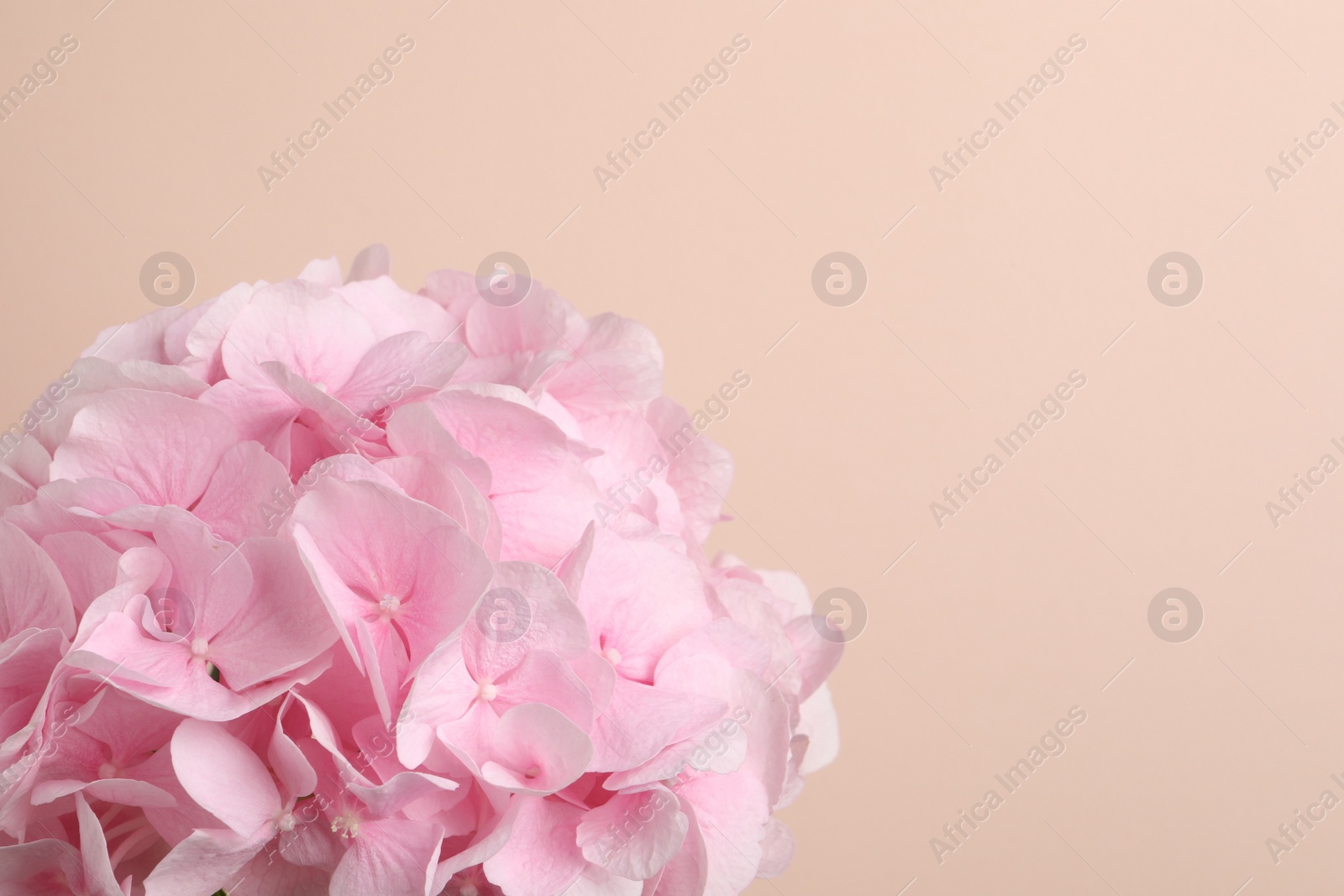 Photo of Beautiful bright hortensia flowers on beige background. Space for text