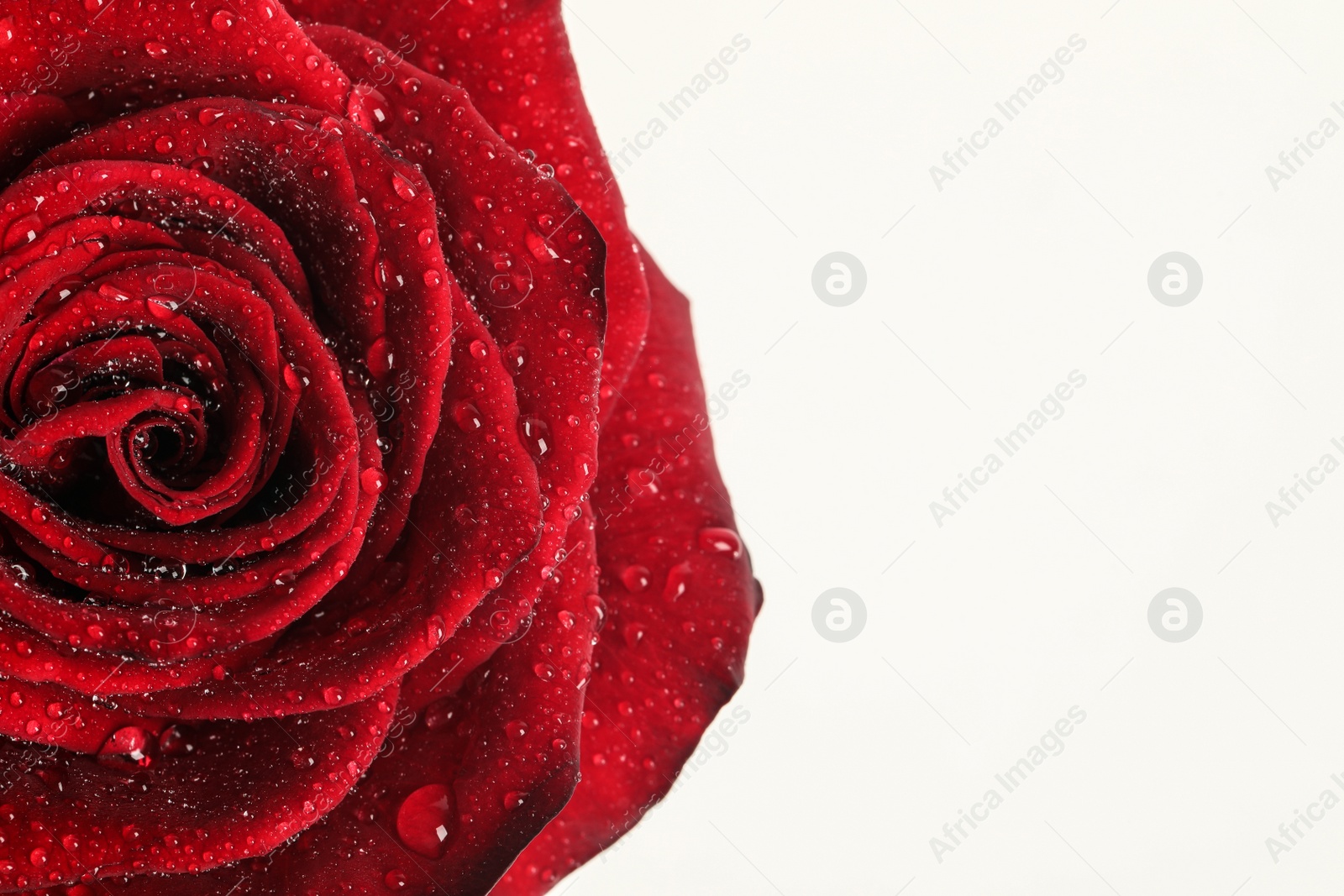 Photo of Beautiful red rose flower with water drops on white background, closeup