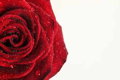 Beautiful red rose flower with water drops on white background, closeup