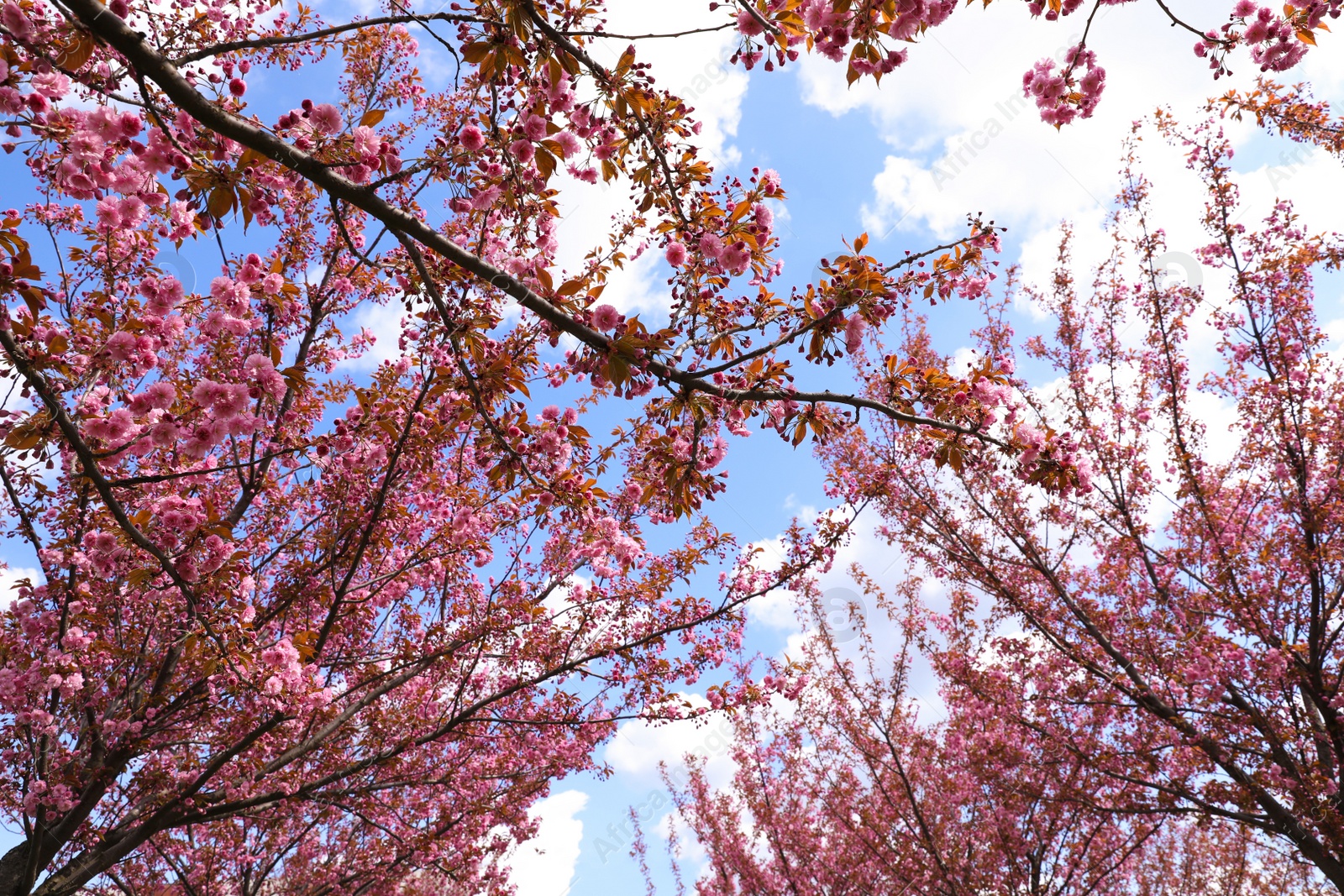 Photo of Beautiful blossoming sakura trees against blue sky, low angle view