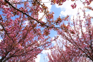 Photo of Beautiful blossoming sakura trees against blue sky, low angle view