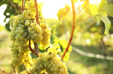 Photo of Fresh ripe grapes growing in vineyard on sunny day