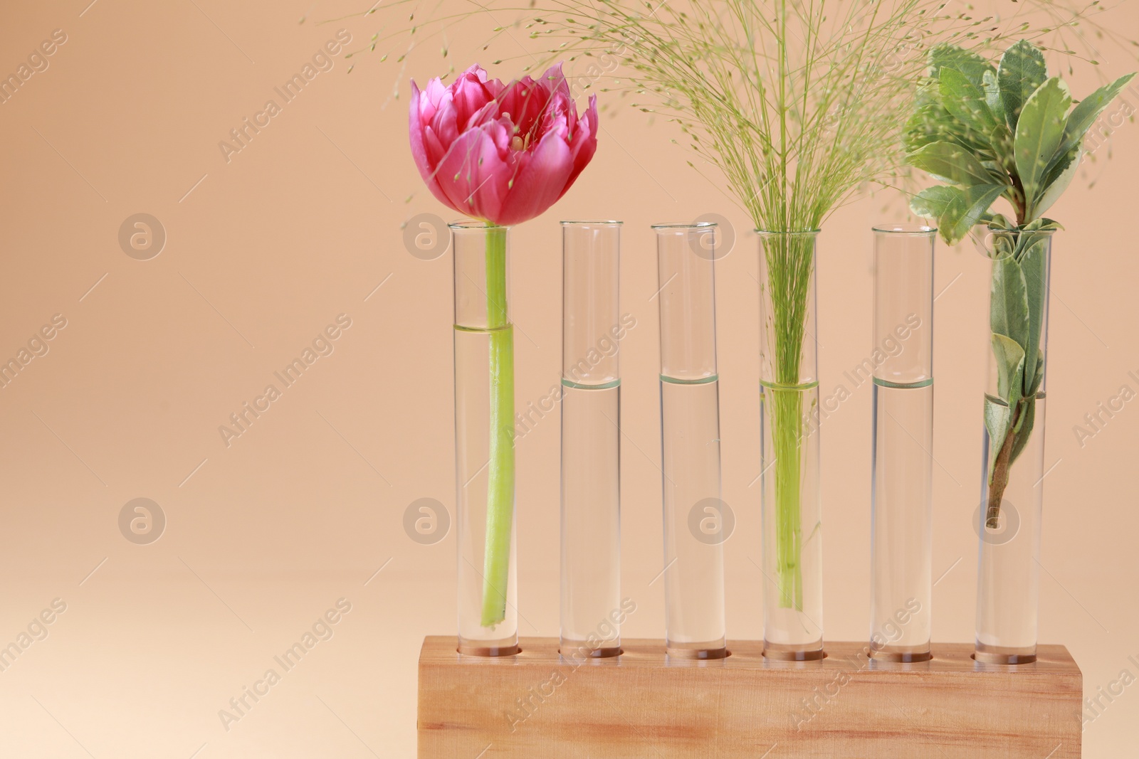 Photo of Test tubes with different plants in wooden stand on beige background. Space for text