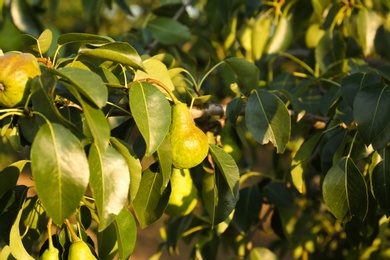 Photo of Ripe pears on tree branch in garden