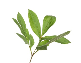 Fresh green peony leaves on white background