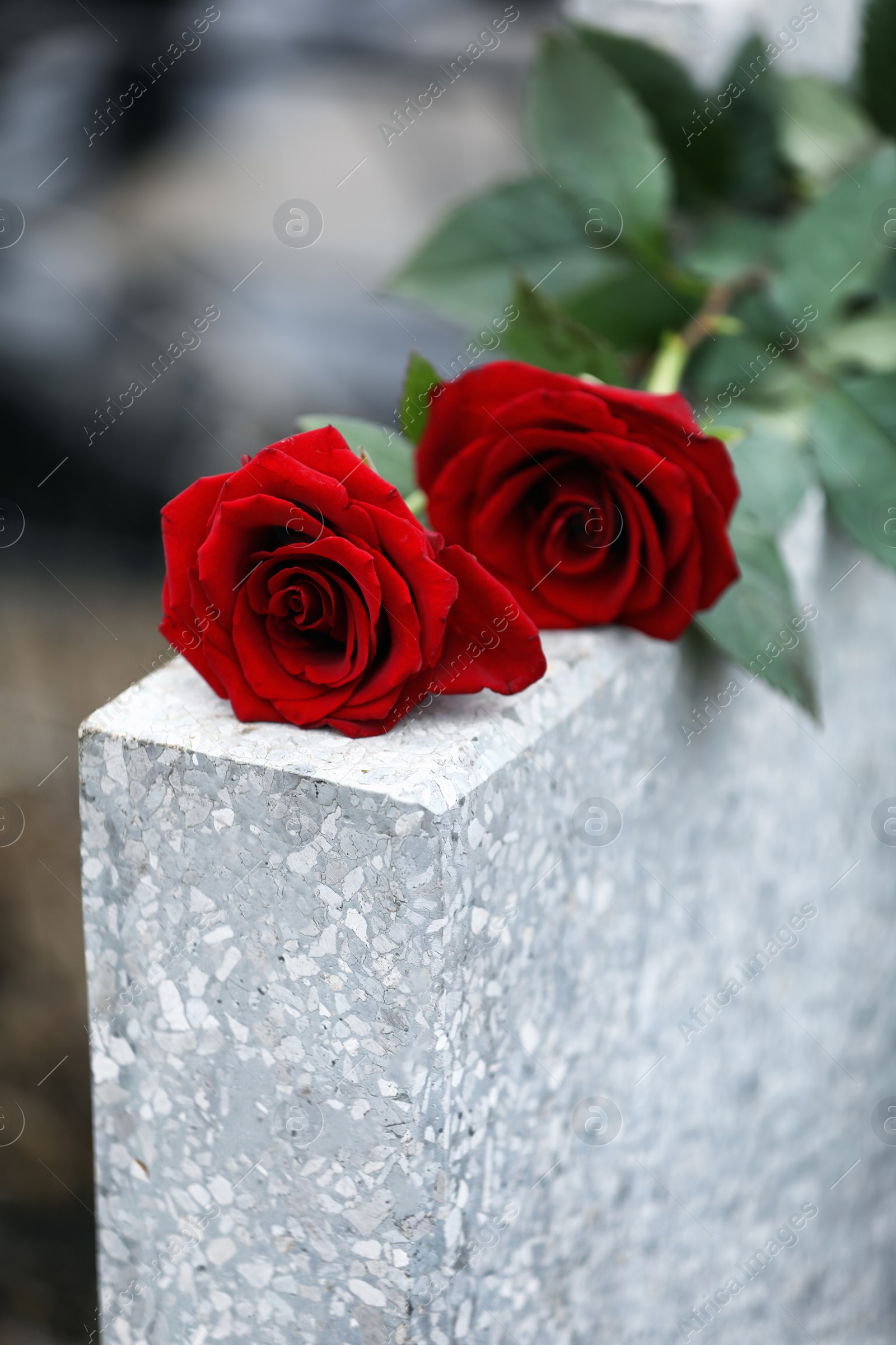 Photo of Red roses on light grey tombstone outdoors. Funeral ceremony