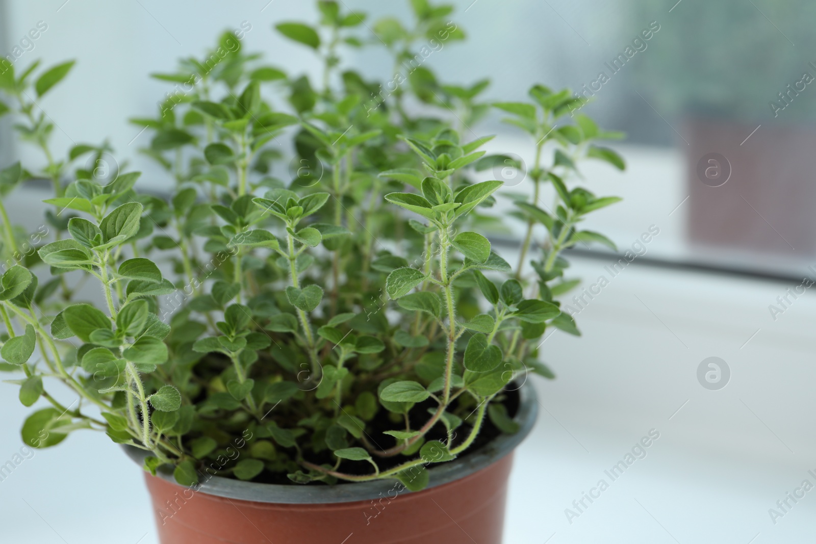 Photo of Fresh potted oregano on white background, closeup. Space for text