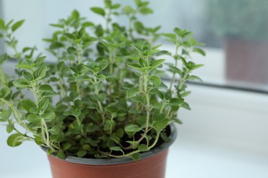 Photo of Fresh potted oregano on white background, closeup. Space for text