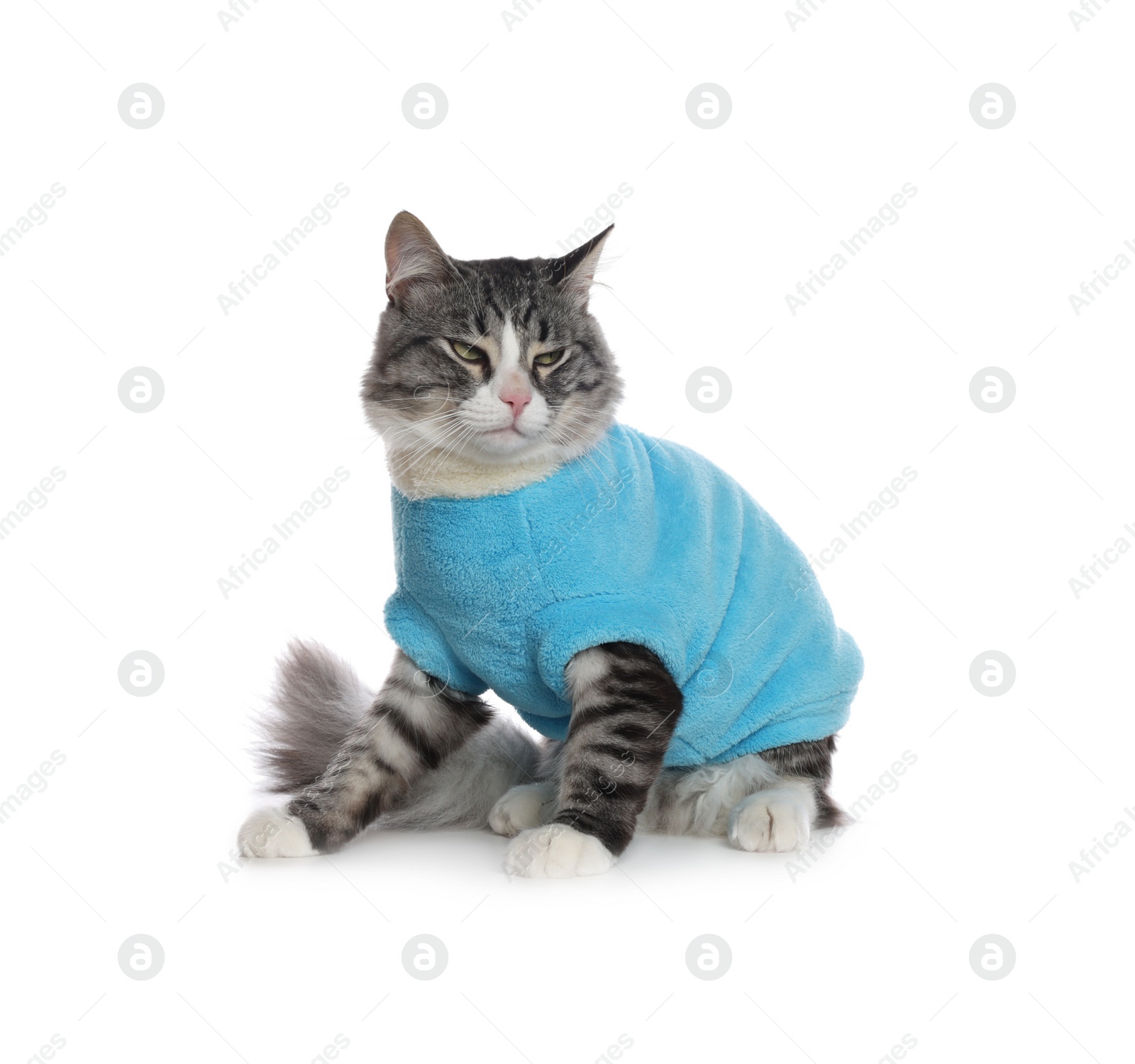 Photo of Cute cat wearing stylish pet clothes on white background