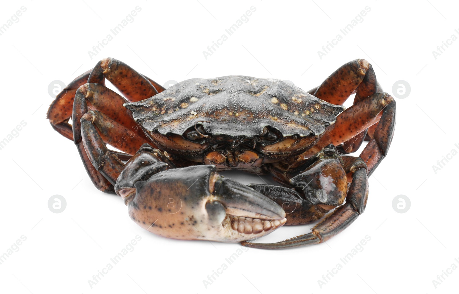 Photo of One fresh raw crab isolated on white