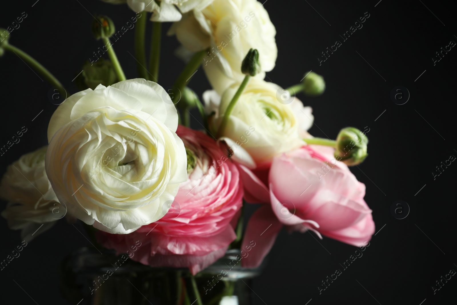 Photo of Beautiful ranunculus flowers on black background, closeup