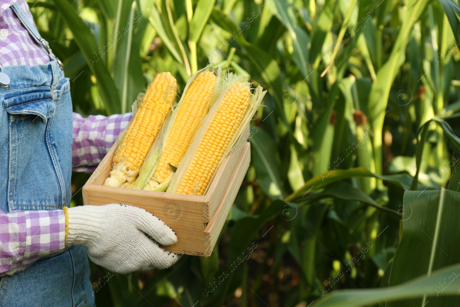 Photo of Woman with wooden crate of fresh ripe corn on field, closeup