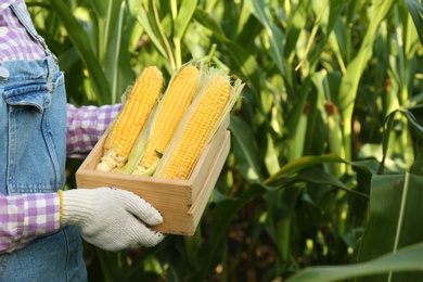 Photo of Woman with wooden crate of fresh ripe corn on field, closeup