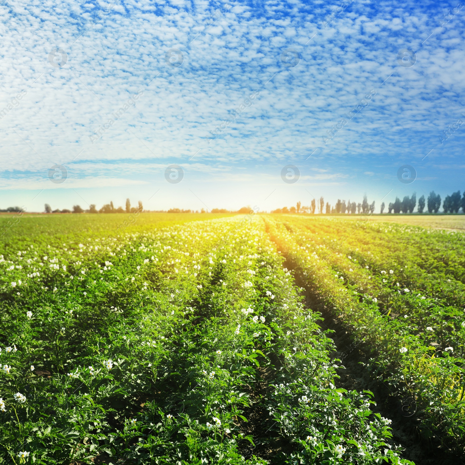 Image of Picturesque view of blooming potato field against blue sky with clouds on sunny day. Organic farming