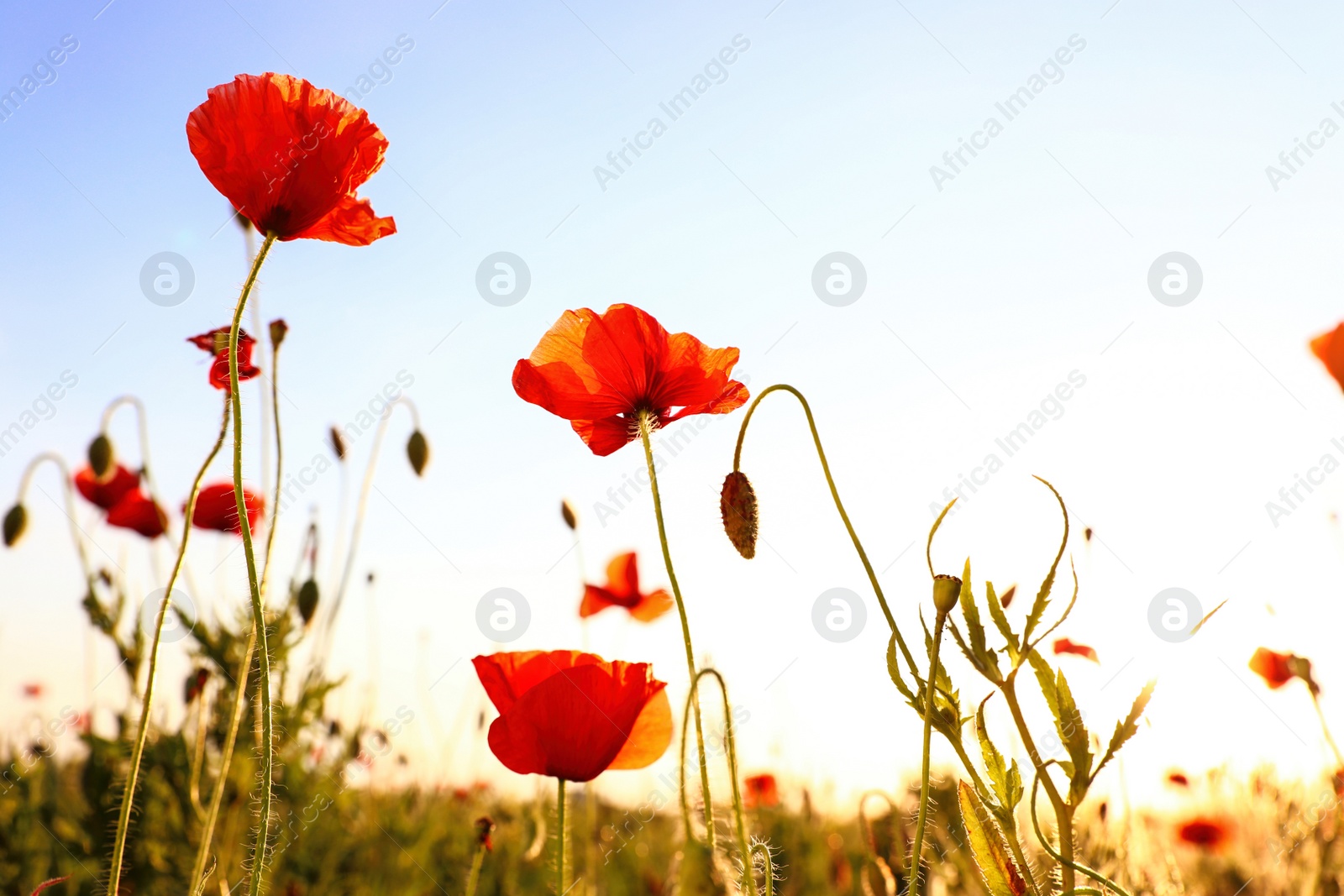 Photo of Beautiful blooming red poppy flowers in field on sunny day