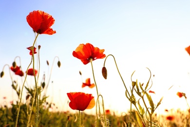 Photo of Beautiful blooming red poppy flowers in field on sunny day