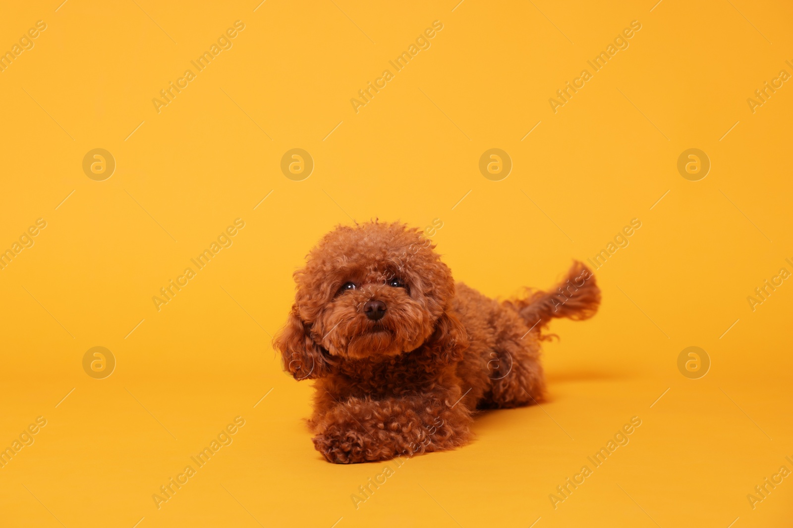 Photo of Cute Maltipoo dog on orange background. Lovely pet