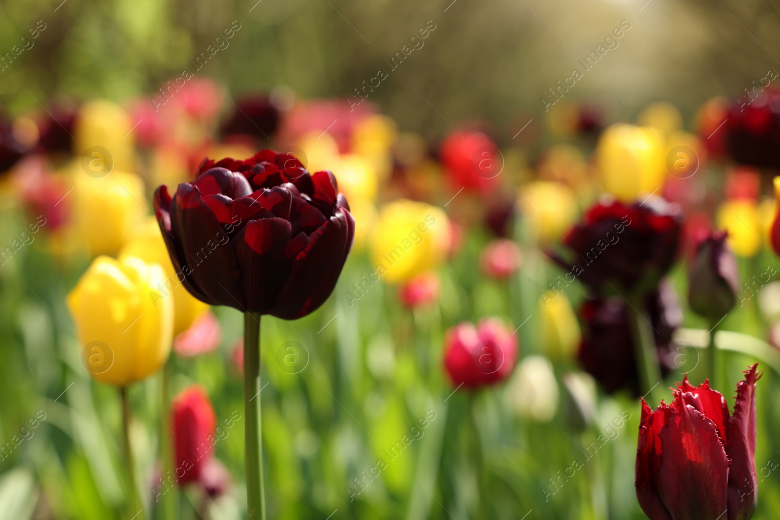 Photo of Beautiful bright tulips growing outdoors on sunny day, closeup