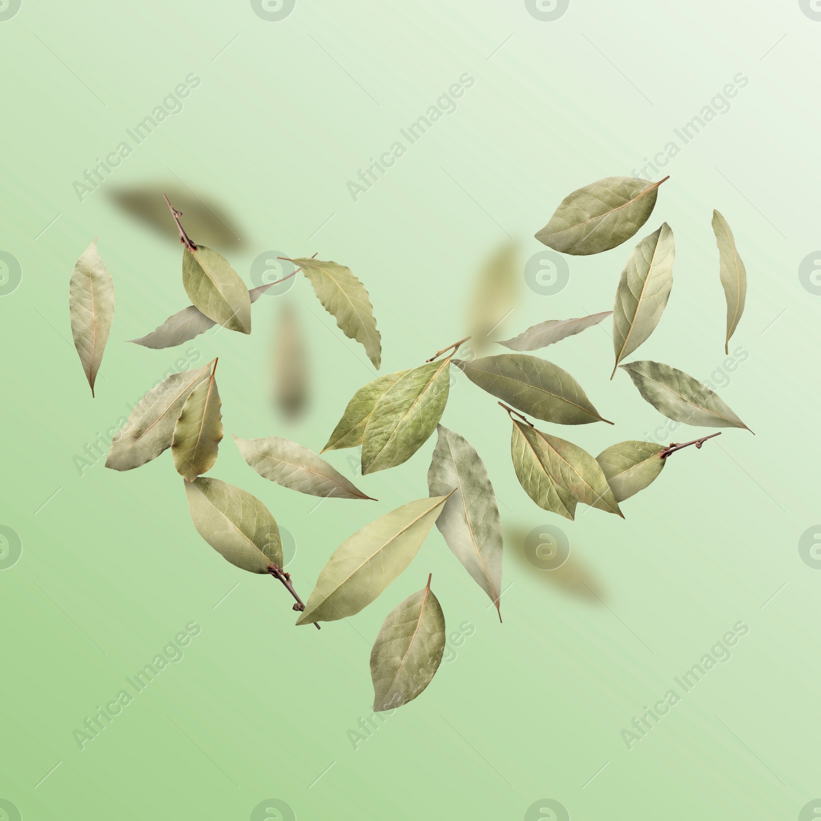 Image of Dry bay leaves falling on light green gradient background