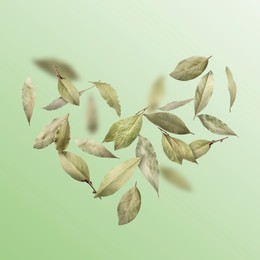 Dry bay leaves falling on light green gradient background