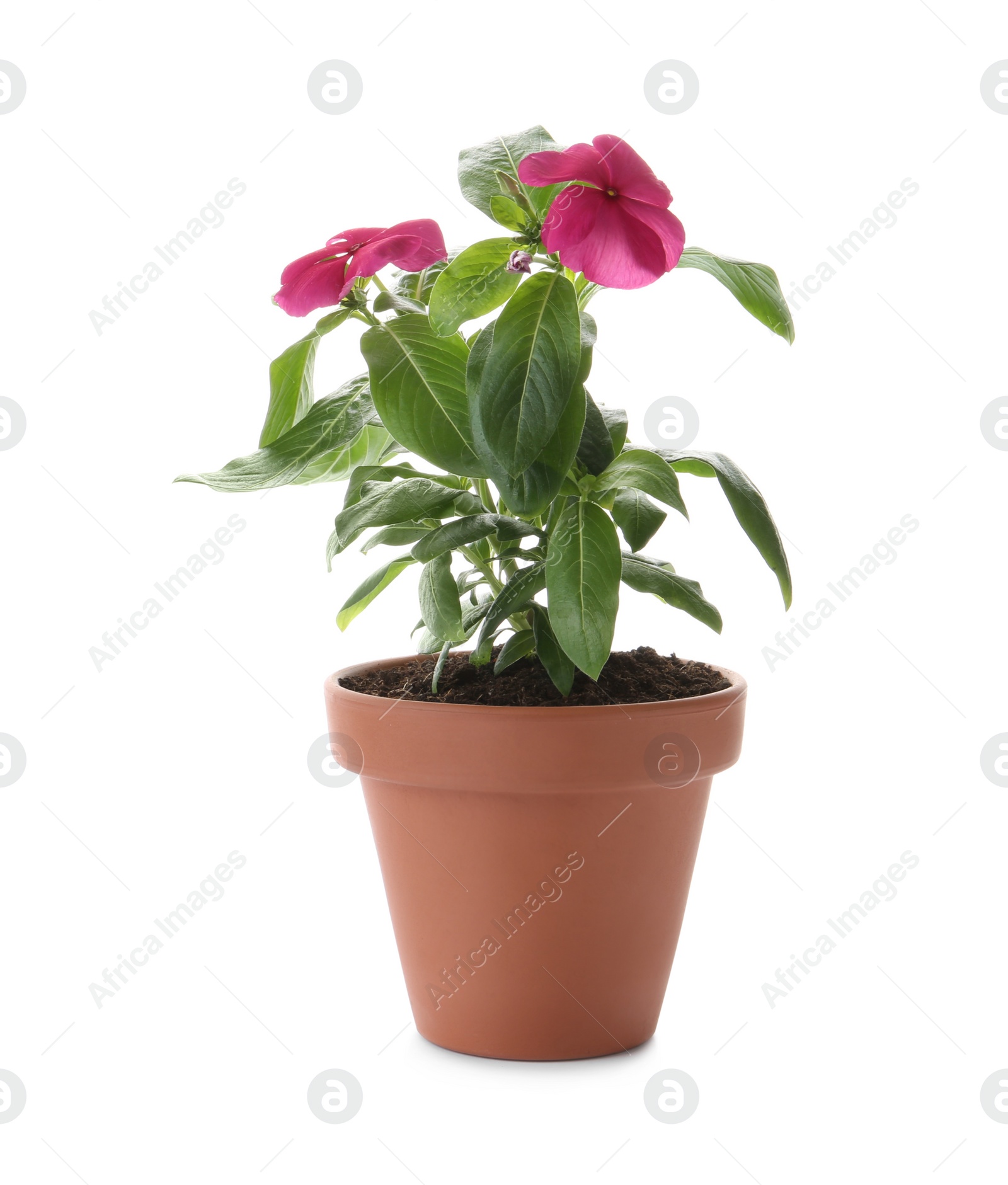 Photo of Beautiful pink vinca flowers in plant pot isolated on white