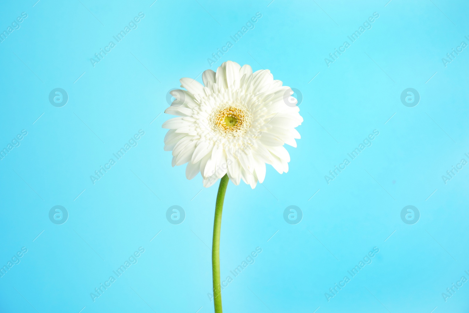 Photo of Beautiful bright gerbera flower on color background