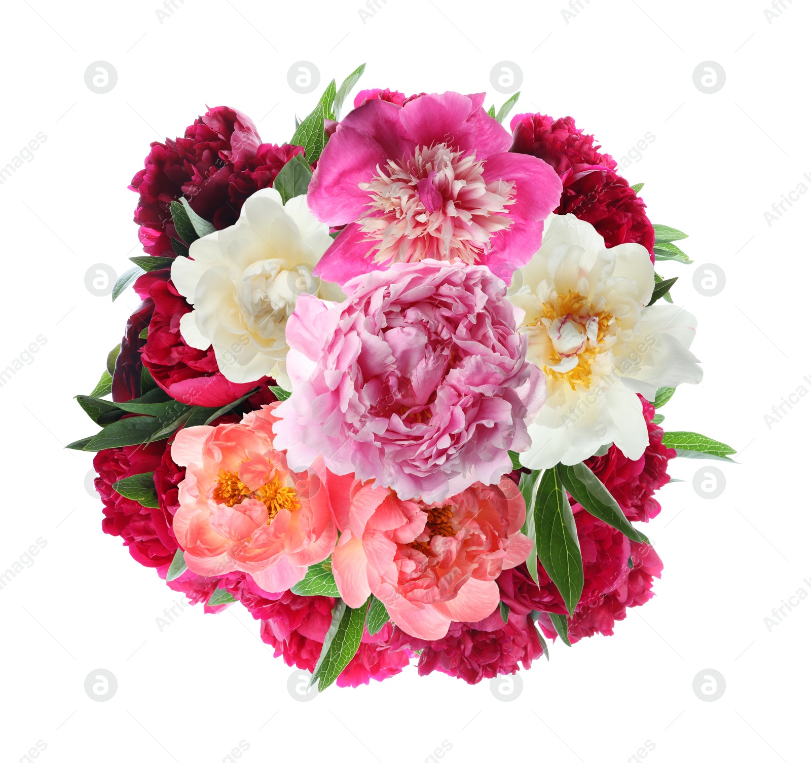 Image of Beautiful peony flower bouquet on white background