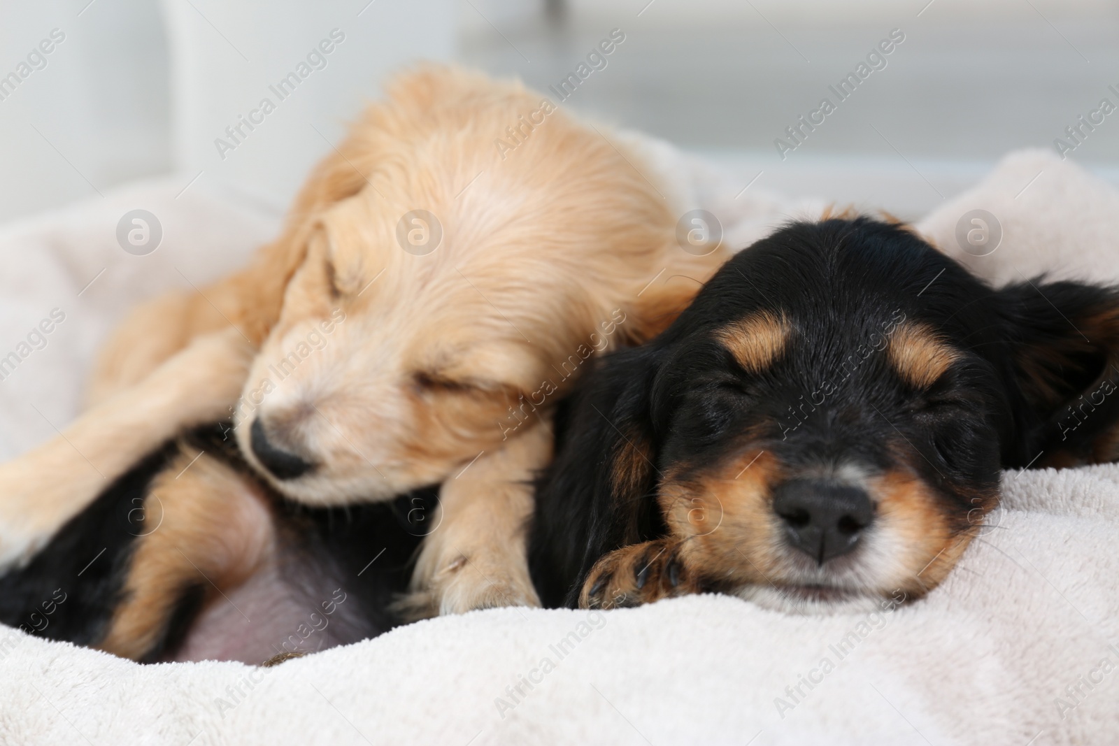 Photo of Cute English Cocker Spaniel puppies sleeping on soft plaid