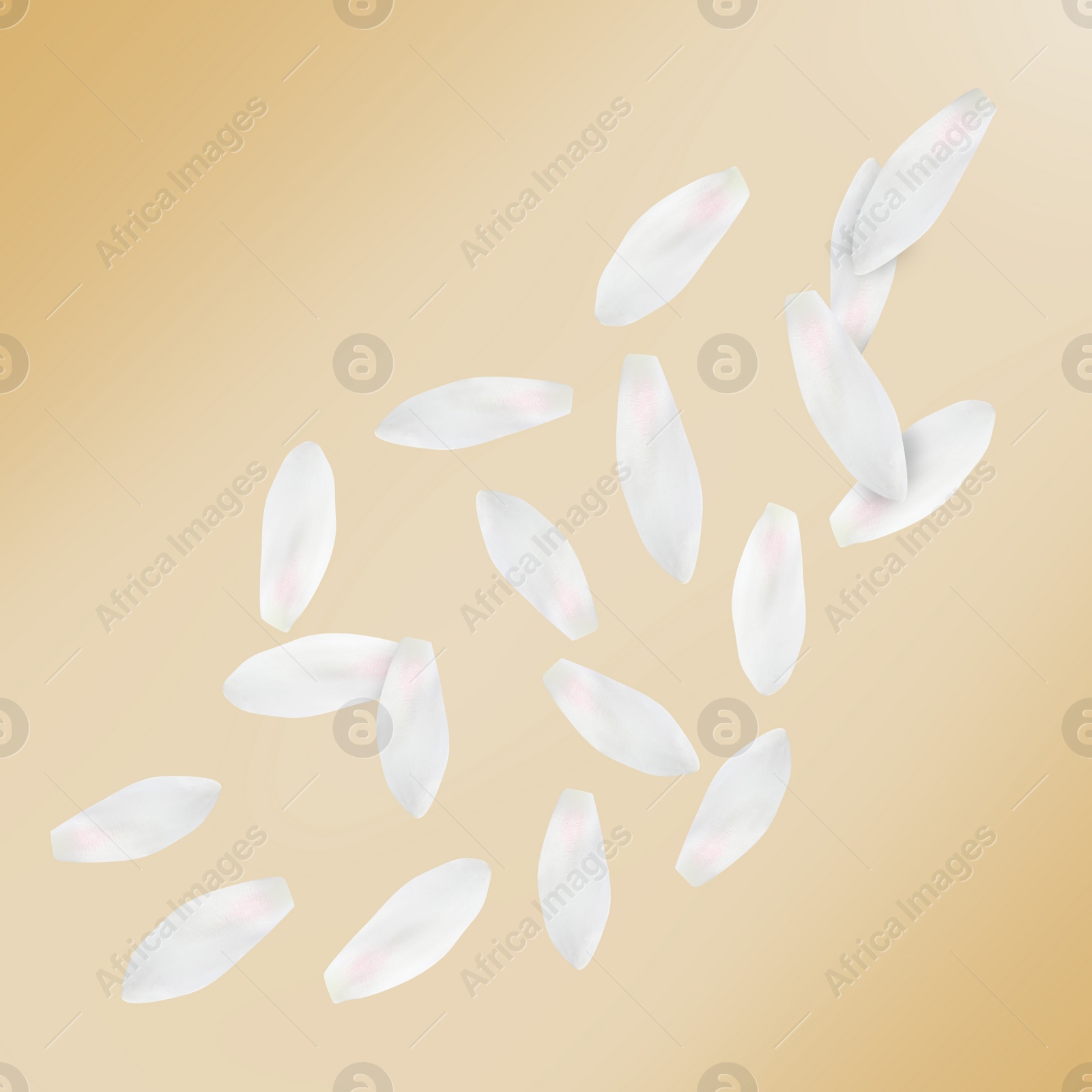 Image of White lotus flower petals falling on dark beige background