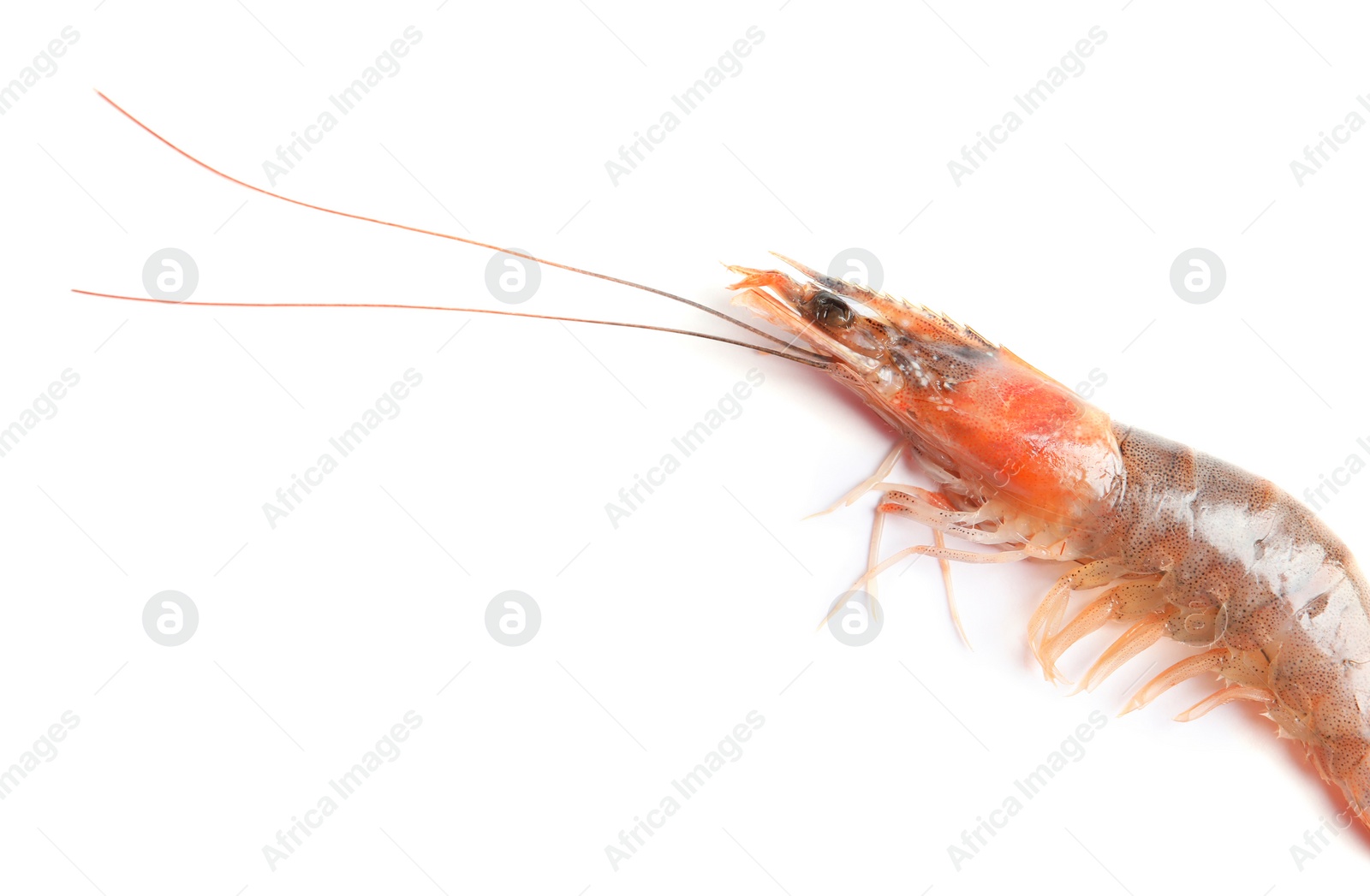 Photo of Fresh shrimp on white background