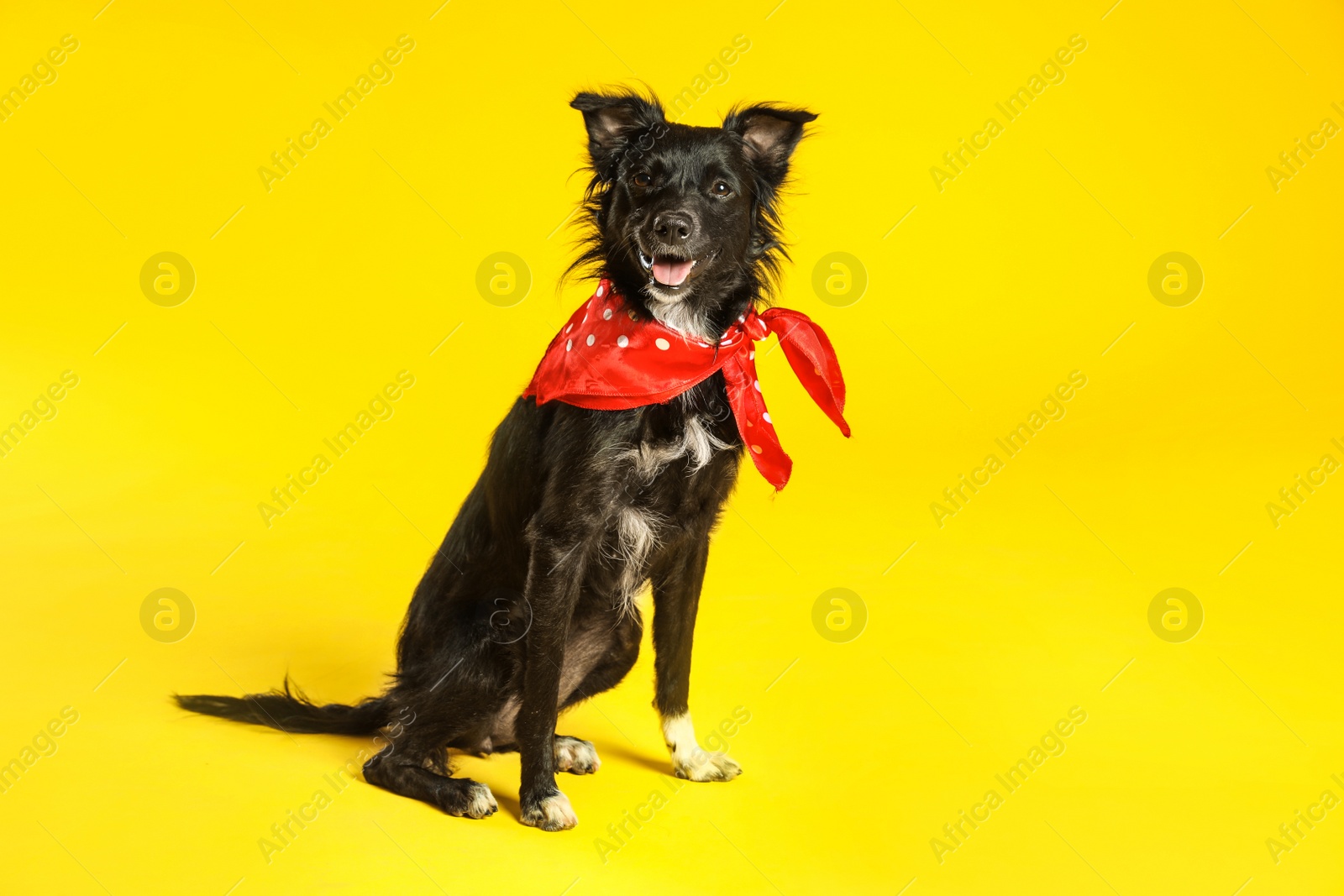 Photo of Cute black dog with neckerchief sitting on yellow background