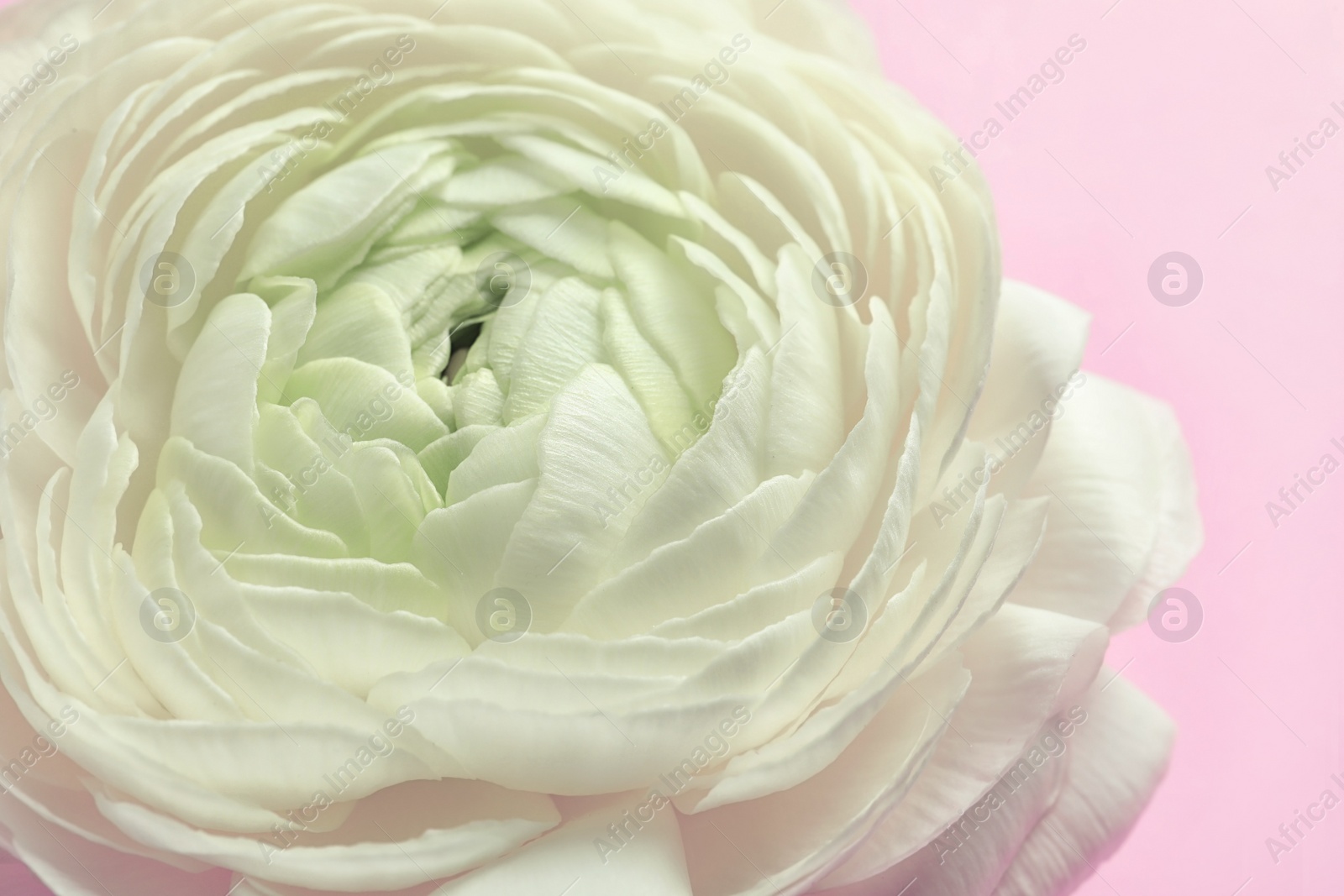 Photo of Beautiful ranunculus flower, closeup